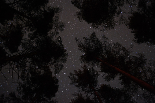 Pine trees under the starry sky.