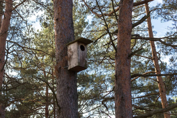 istock Wooden brown birdhouse on tree 1724632865