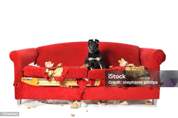 Tedesco Shepard Cucciolo Seduto Su Un Divano Rosso Distrutti - Fotografie stock e altre immagini di Cane