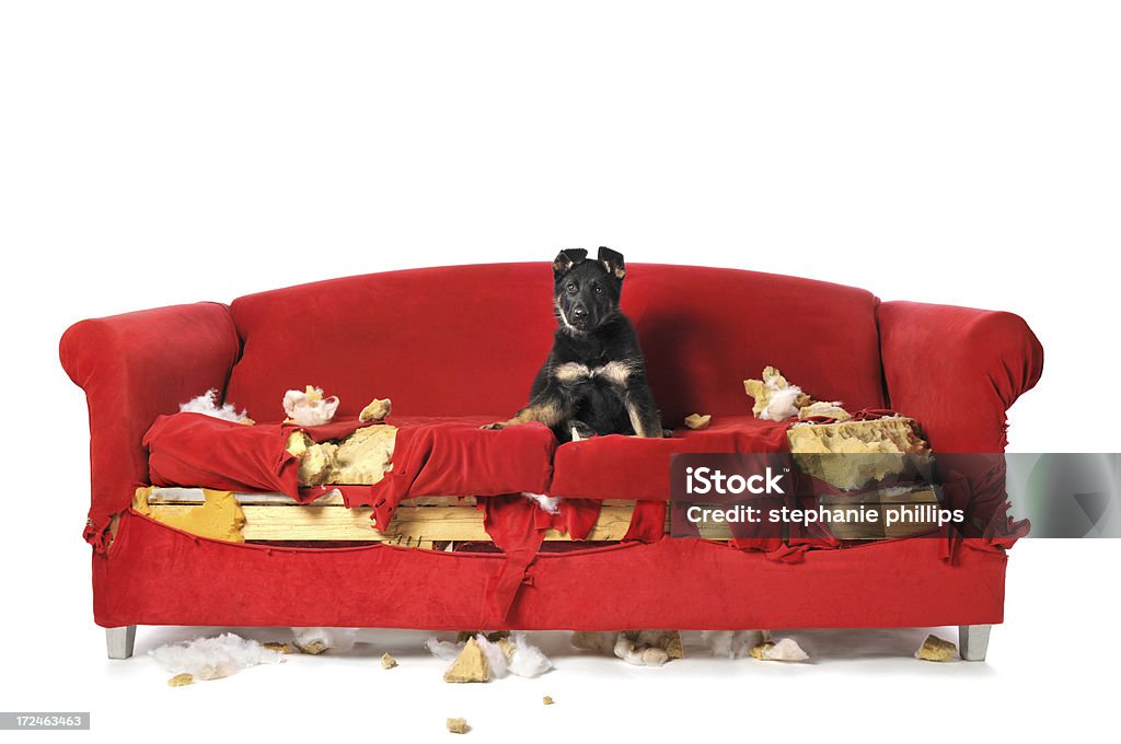 독일형 셰파드 강아지 앉아 디스트로이드 레드) - 로열티 프리 개 스톡 사진