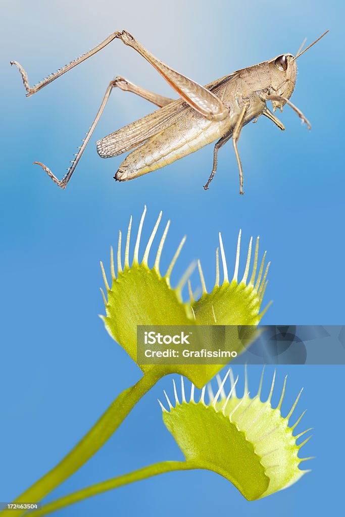 Grashopper jumping over venus flytrap  Animal Stock Photo