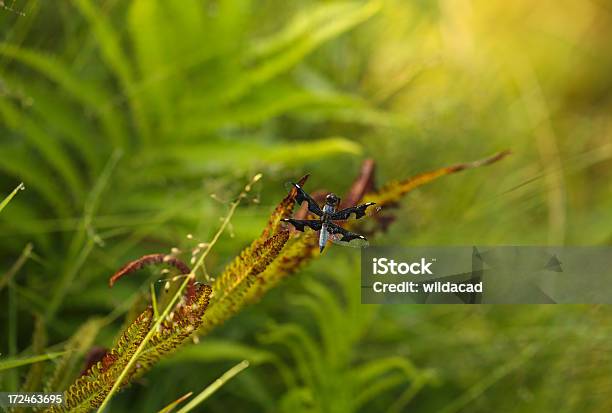 Foto de Forest Dragon e mais fotos de stock de Fotografia - Imagem - Fotografia - Imagem, Horizontal, Kwazulu-Natal