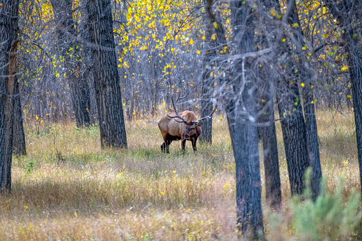 Big Montana Bull Elk is grazing at Charles M. Russell wildlife refuge in northwestern USA of North America. Nearest cities are Marfa, Billings, Bozeman, Great Falls, Helena and Roundup Montana.
