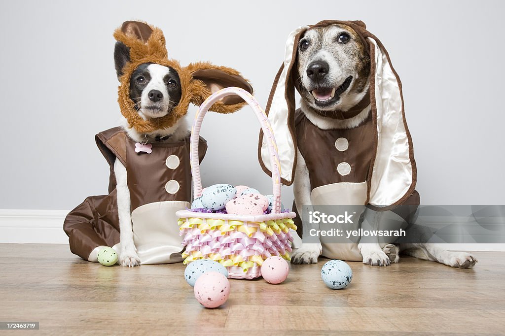 Zwei Ostern Hunde - Lizenzfrei Hund Stock-Foto