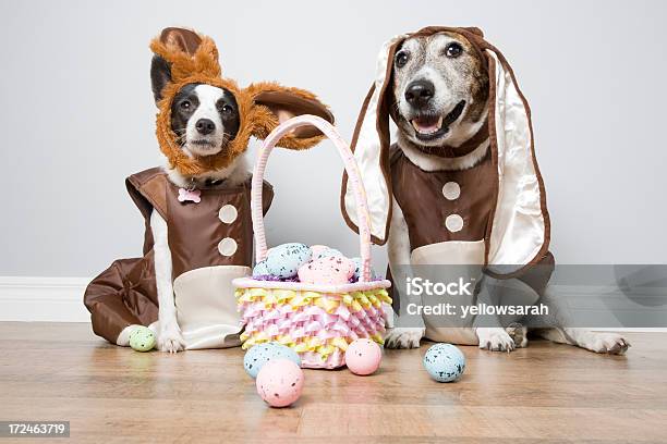 Zwei Ostern Hunde Stockfoto und mehr Bilder von Hund - Hund, Osterei, Ostern