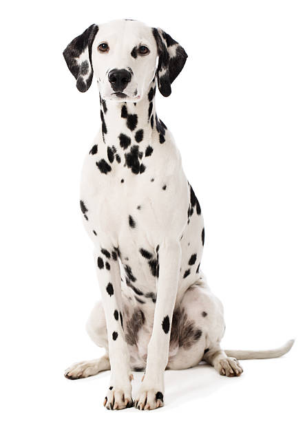 retrato de um dalmatian - dálmata - fotografias e filmes do acervo