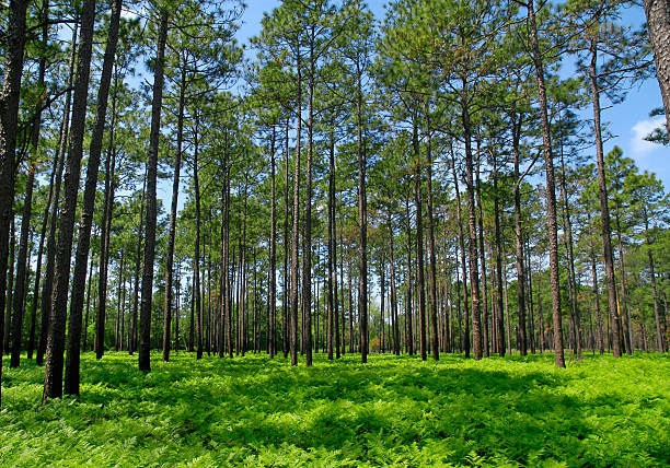 istock Scenic view of green grass and leafy trees in pine forest. 172463829