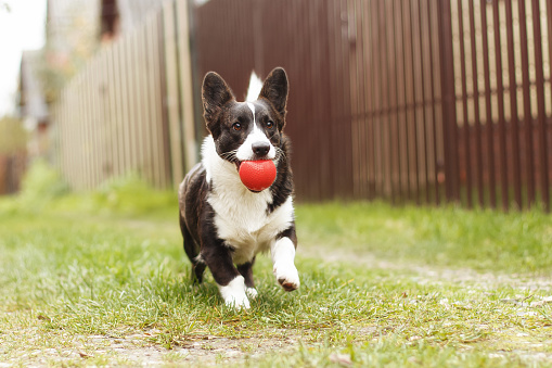 Dog. Welsh corgi Pembroke. Cute purebred dog with a toy. Dog walking.