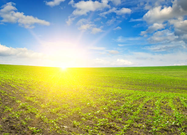 istock Green sunflower field and bright sun 1724639394