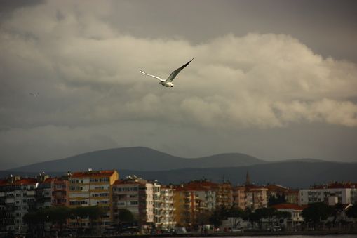a flying seagull and city in  a cloudy day