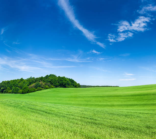 istock Square spring landscape 72MPix XXXXL - meadow, blue sky 172463962