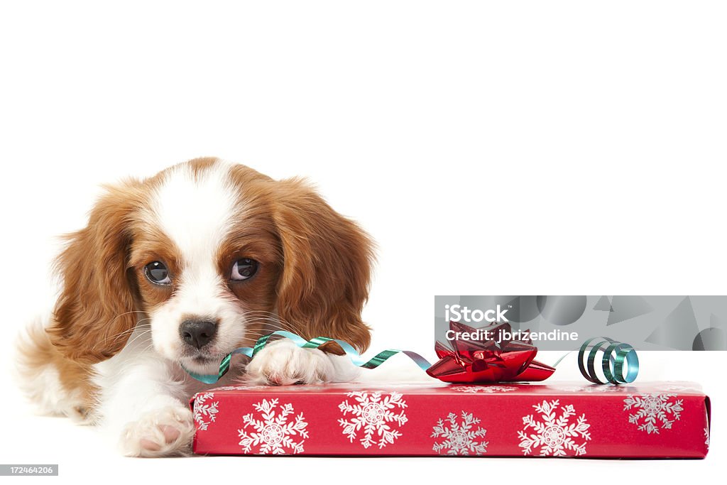 Cavalier King Charles Spaniel Hund - Lizenzfrei Weihnachten Stock-Foto