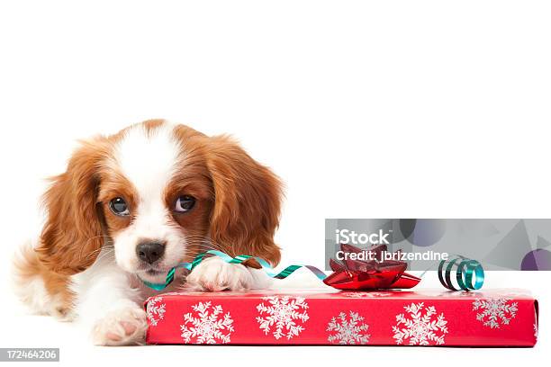 Cavalier King Charles Spaniel Hund Stockfoto und mehr Bilder von Weihnachten - Weihnachten, Haustier, Hund