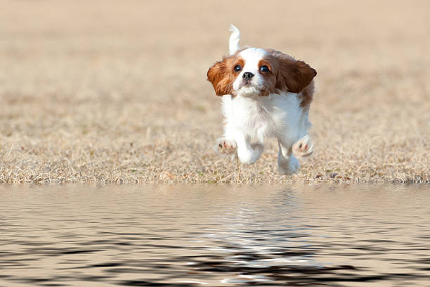 Cavalier King Charles Spaniel stock photo