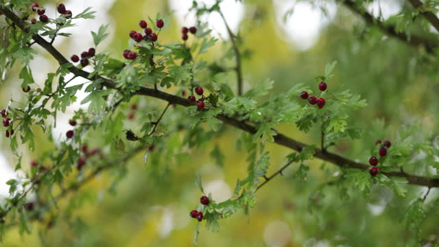 Wet branch of hawthorn on an autumn day.