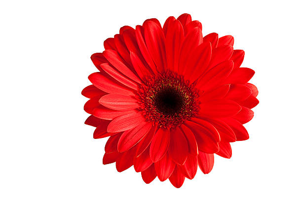 aislado gerbera (xxxl) - perfection gerbera daisy single flower flower fotografías e imágenes de stock