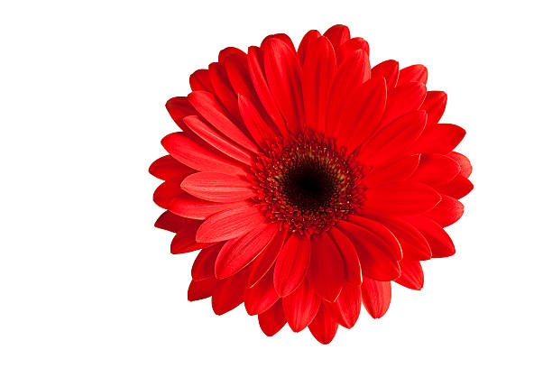 выделение гербера (xxxl) - perfection gerbera daisy single flower flower стоковые фото и изображения
