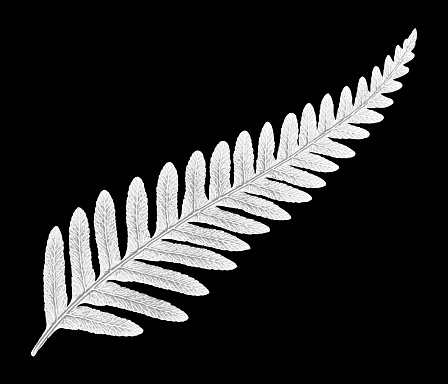 New Zealand black and white Silver Fern vector illustration icon using real fern