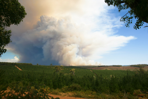 A giant bushfire in the woods of southern Western Australia. Focus on smoke.
