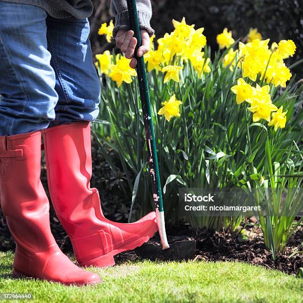 Gardening Edging The Lawn Stock Photo - Download Image Now - Yard - Grounds, Lawn, Daffodil