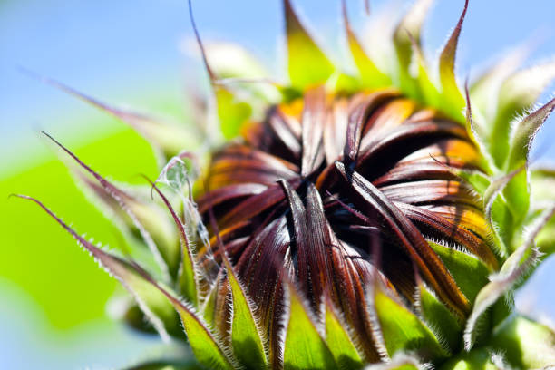 istock Bud of a red sunflower 172464551