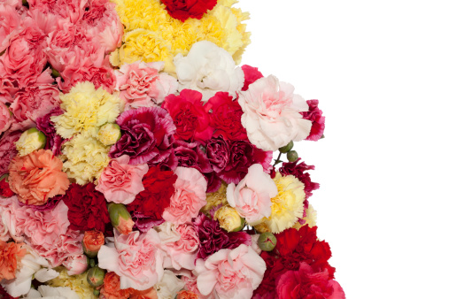 Bouquet of carnations on white background