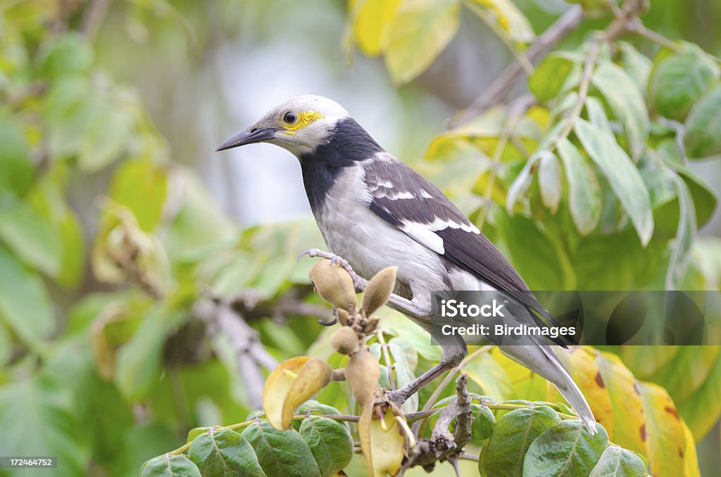 Black-collared Starling - Zbiór zdjęć royalty-free (Azja)