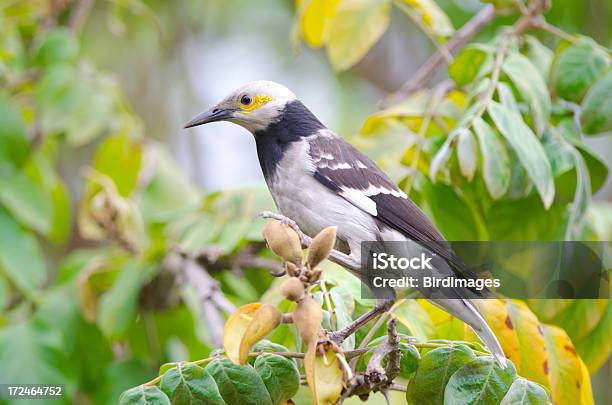 Blackcollared Starling - zdjęcia stockowe i więcej obrazów Azja - Azja, Bez ludzi, Chiny