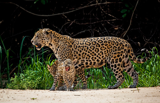 a mother jaguar and her two young cubs walking on a beach in the Pantanal area of Brazil