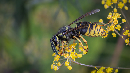 Widow yellowjacket forages on fennel flowers in summer in a garden.