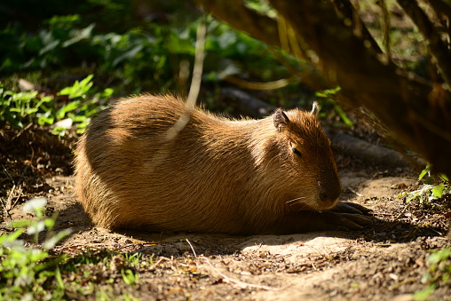 Largest rodent in the sun.