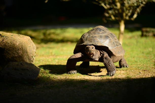Telephoto image of a reptile in the sun.