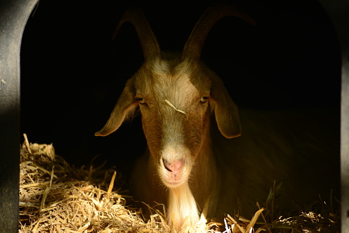 Goat, Jersey, U.K.