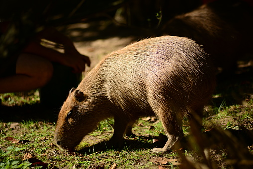 The worlds largest South American rodent.
