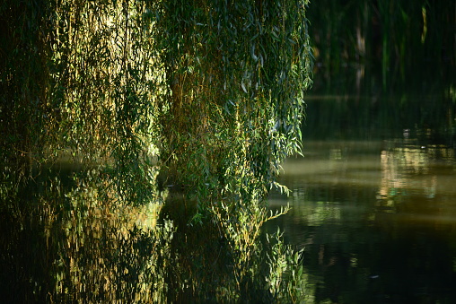 Telephoto image of a tree over water in Autumnal light.