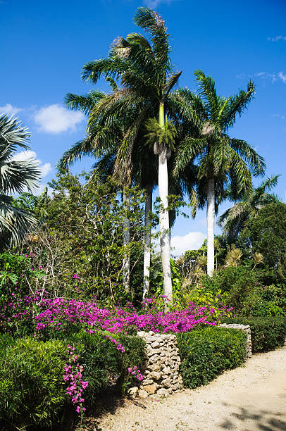 Bougainvillea and palm tree at Playa Porto Mari, Curaçao.