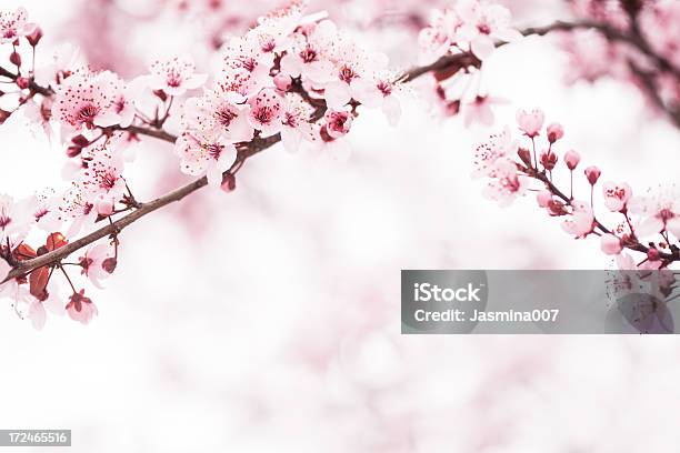 Cherry Blossom Sakura Foto de stock y más banco de imágenes de Flor de cerezo - Flor de cerezo, Cerezo, Fondos