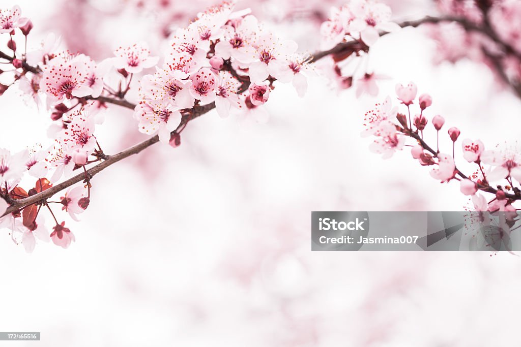 Sakura Cherry Blossom Cherry Blossom Stock Photo