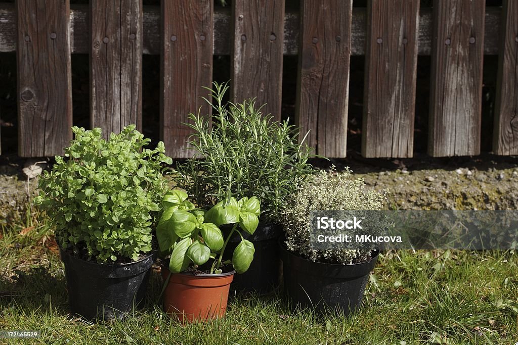 Сад трав - Стоковые фото Базилик роялти-фри