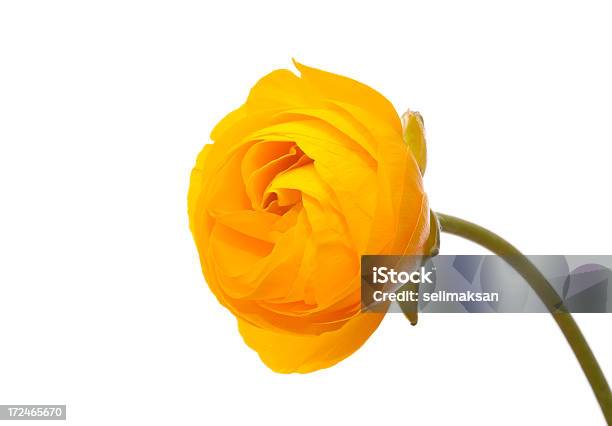 Цветок Желтого Лютика — стоковые фотографии и другие картинки Оранжевый - Оранжевый, Ранункулюс, Цветок
