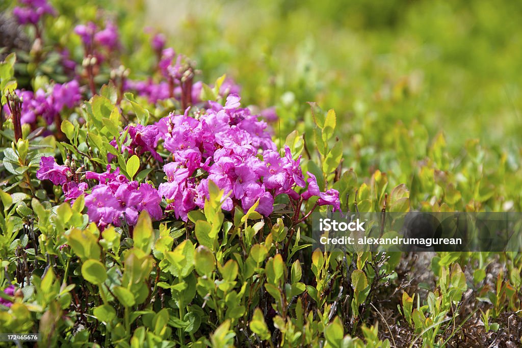 Rhododendren - Lizenzfrei Berg Stock-Foto