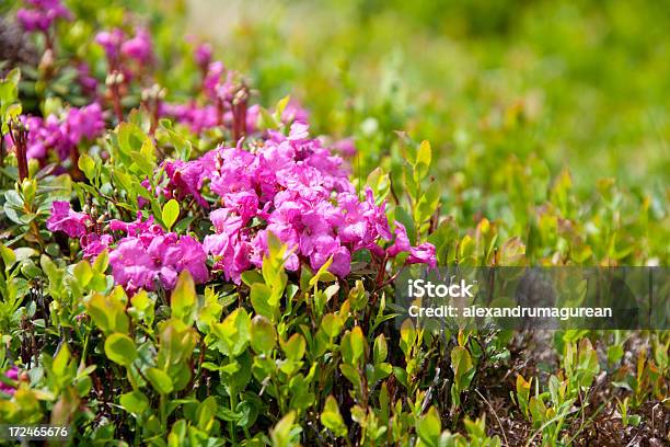 Photo libre de droit de Des Rhododendrons banque d'images et plus d'images libres de droit de Capitule - Capitule, Feuille, Fleur - Flore