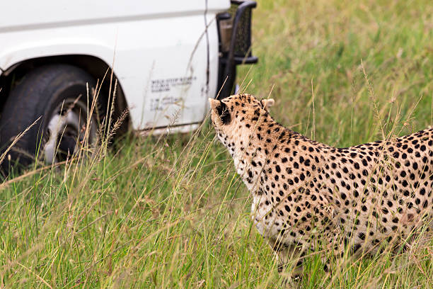 istock Cheetah and Safari Car at Masai Mara 172465702