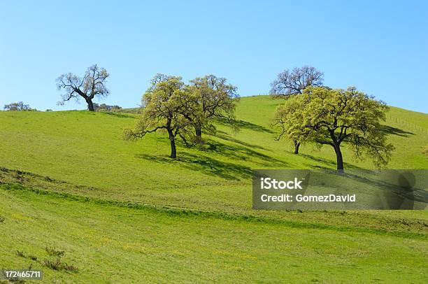 La Primavera California Palmeras En Una Colina Oak Foto de stock y más banco de imágenes de Aire libre - Aire libre, América del norte, California