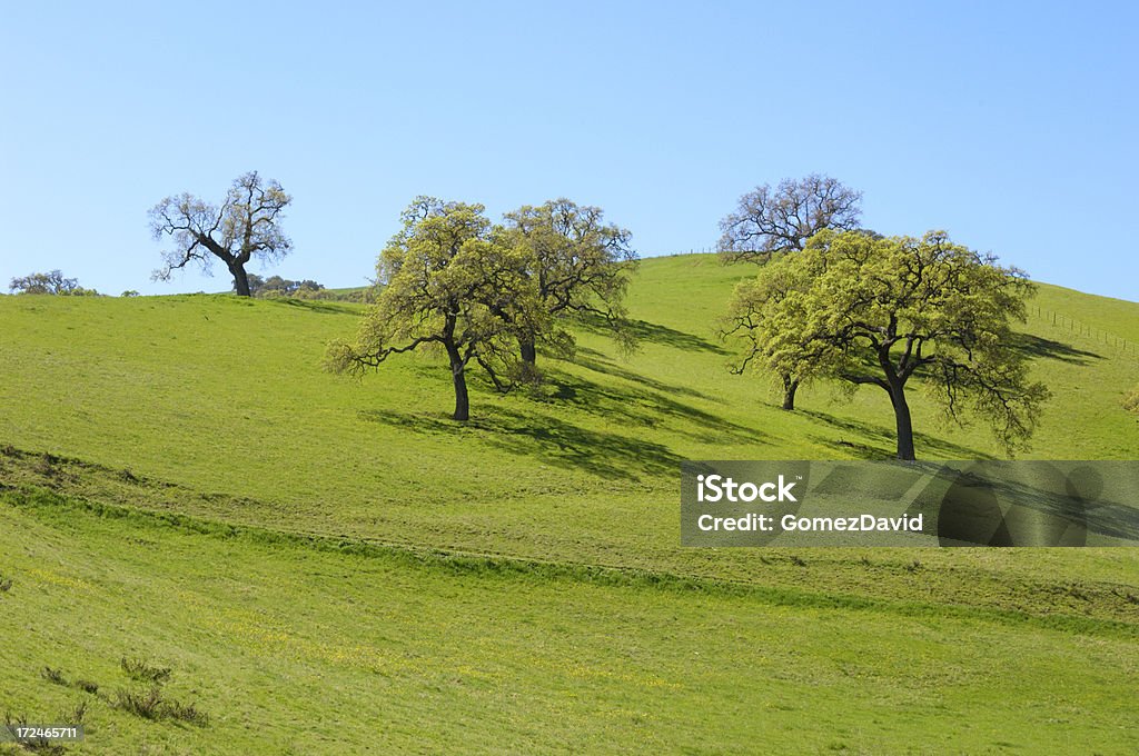 Весна Калифорния дуба деревья на и видом на холмы - Стоковые фото Без людей роялти-фри