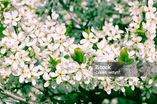 Flor De La Ciruela Foto de stock y más banco de imágenes de Aire libre - Aire libre, Blanco - Color, Ciruela