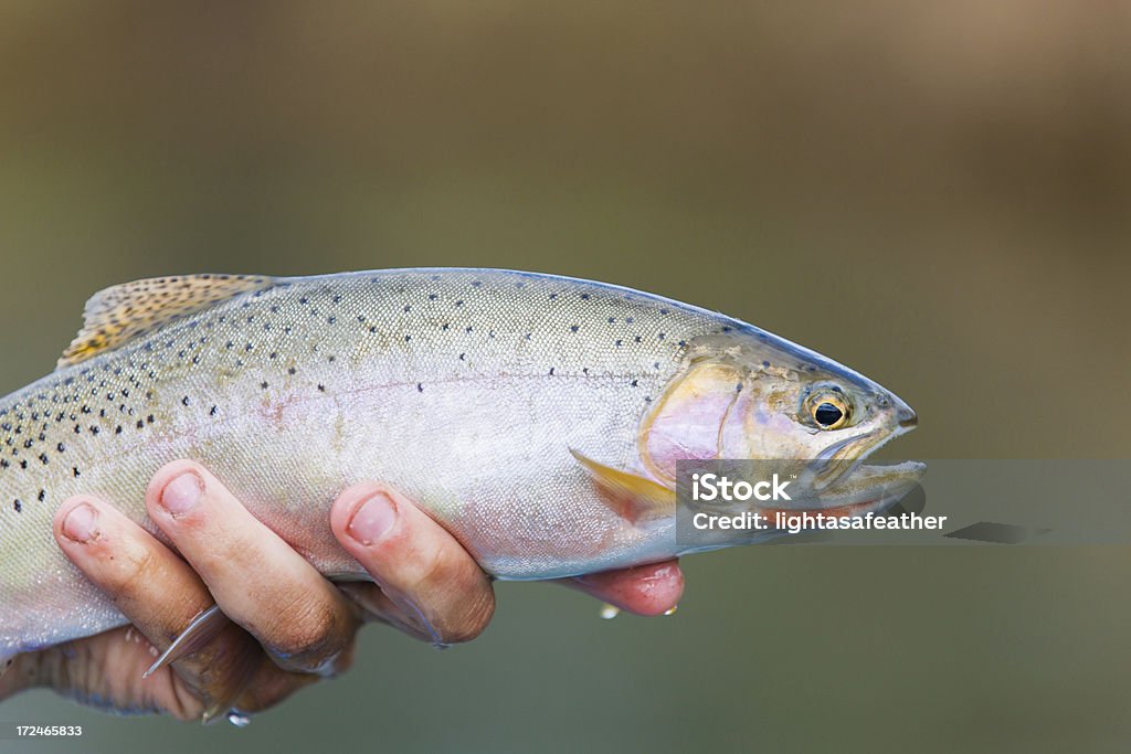 Cutthroat Trout Flyfishing - Zbiór zdjęć royalty-free (Bez ludzi)