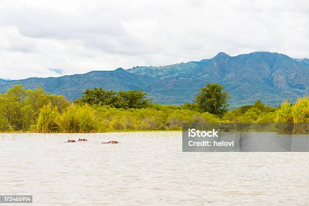 Ethiopian Hippo Stock Photo - Download Image Now - Africa, Animal, Animal Body Part