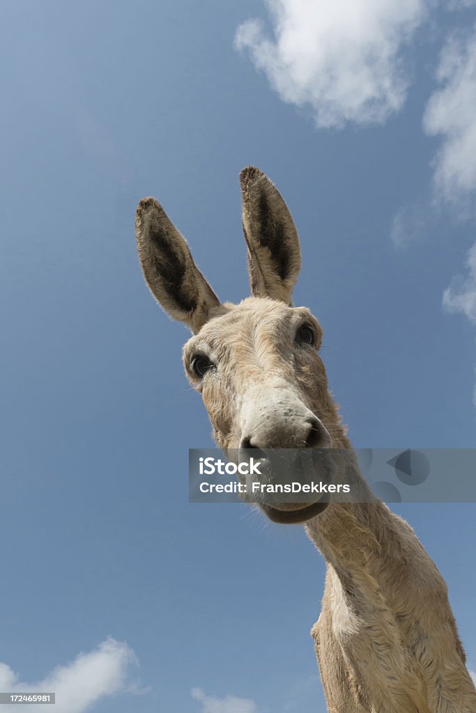 Donkey Портрет - Стоковые фото Вертикальный роялти-фри