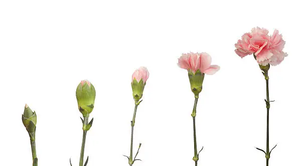 Photo of Growth of a pink carnation flower in five steps